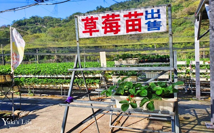 苗栗大湖採草莓一日遊【六合高架牛奶草莓農場】超大草莓又紅又香！不怕鞋子髒掉喲～ - yuki.tw