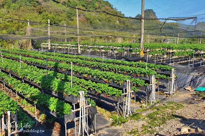 苗栗大湖採草莓一日遊【六合高架牛奶草莓農場】超大草莓又紅又香！不怕鞋子髒掉喲～ - yuki.tw