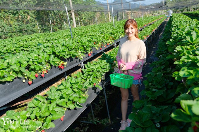 苗栗大湖採草莓一日遊【六合高架牛奶草莓農場】超大草莓又紅又香！不怕鞋子髒掉喲～ - yuki.tw