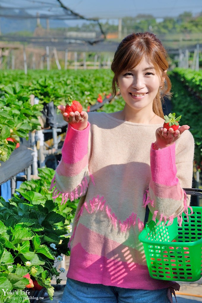 苗栗大湖採草莓一日遊【六合高架牛奶草莓農場】超大草莓又紅又香！不怕鞋子髒掉喲～ - yuki.tw