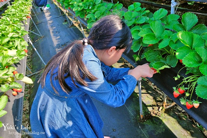 苗栗大湖採草莓一日遊【六合高架牛奶草莓農場】超大草莓又紅又香！不怕鞋子髒掉喲～ - yuki.tw