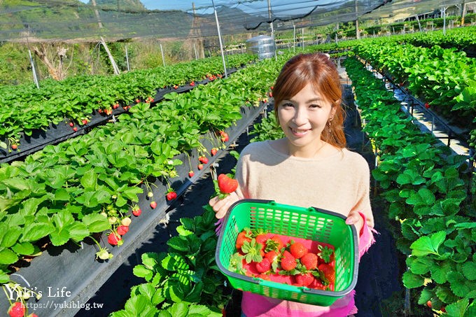 苗栗大湖採草莓一日遊【六合高架牛奶草莓農場】超大草莓又紅又香！不怕鞋子髒掉喲～ - yuki.tw