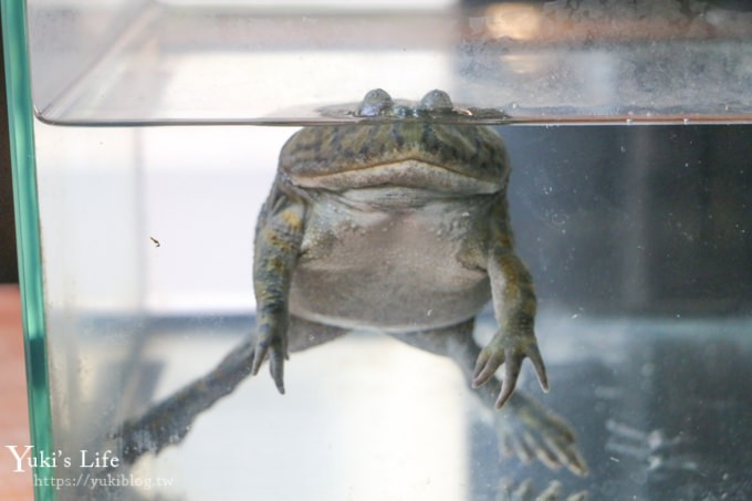 台北美食【微迷野林咖啡廳】刺蝟、變色龍~小動物森林系咖啡館  (捷運台電大樓站) - yuki.tw