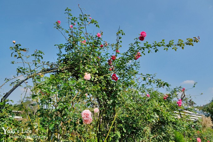 苗栗免費景點【雅聞香草植物工廠】夢幻玫瑰花園×沙坑、冰淇淋親子下午茶好去處！ - yuki.tw