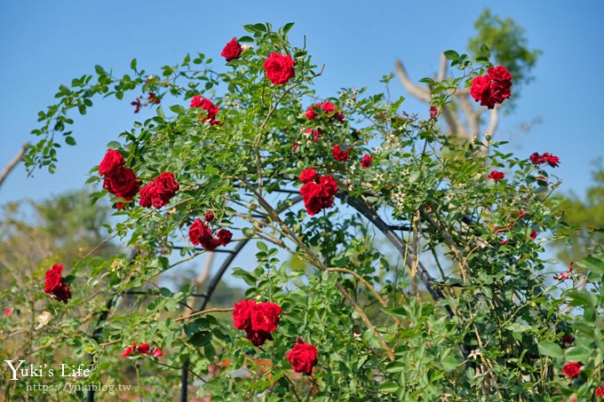 苗栗免費景點【雅聞香草植物工廠】夢幻玫瑰花園×沙坑、冰淇淋親子下午茶好去處！ - yuki.tw