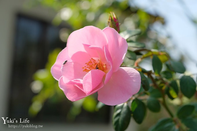 苗栗免費景點【雅聞香草植物工廠】夢幻玫瑰花園×沙坑、冰淇淋親子下午茶好去處！ - yuki.tw