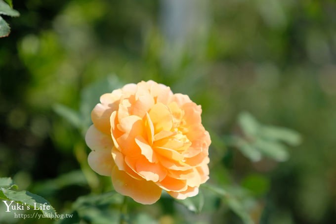 苗栗免費景點【雅聞香草植物工廠】夢幻玫瑰花園×沙坑、冰淇淋親子下午茶好去處！ - yuki.tw