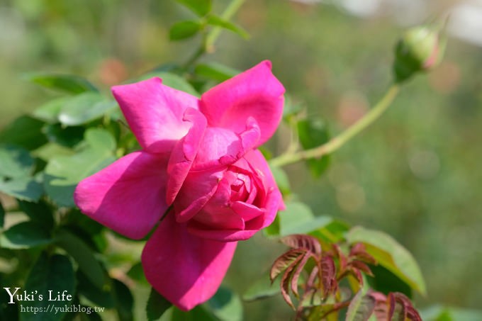 苗栗免費景點【雅聞香草植物工廠】夢幻玫瑰花園×沙坑、冰淇淋親子下午茶好去處！ - yuki.tw