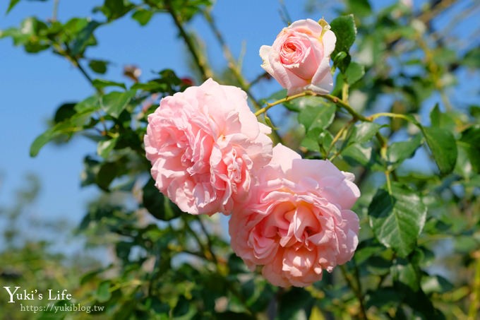 苗栗免費景點【雅聞香草植物工廠】夢幻玫瑰花園×沙坑、冰淇淋親子下午茶好去處！ - yuki.tw