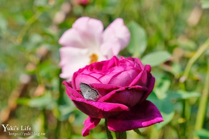 苗栗免費景點【雅聞香草植物工廠】夢幻玫瑰花園×沙坑、冰淇淋親子下午茶好去處！ - yuki.tw