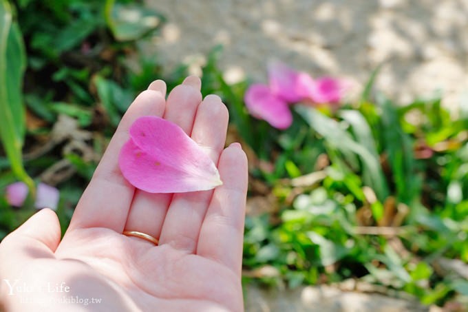 苗栗免費景點【雅聞香草植物工廠】夢幻玫瑰花園×沙坑、冰淇淋親子下午茶好去處！ - yuki.tw