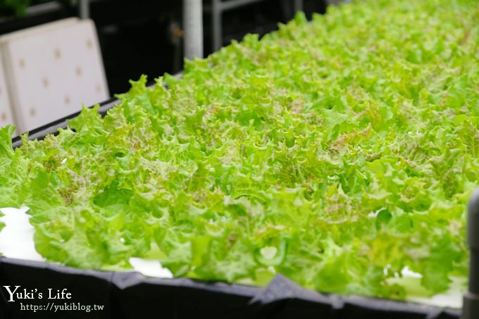 苗栗免費景點【雅聞香草植物工廠】夢幻玫瑰花園×沙坑、冰淇淋親子下午茶好去處！ - yuki.tw