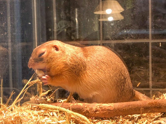 台北美食【微迷野林咖啡廳】刺蝟、變色龍~小動物森林系咖啡館  (捷運台電大樓站) - yuki.tw