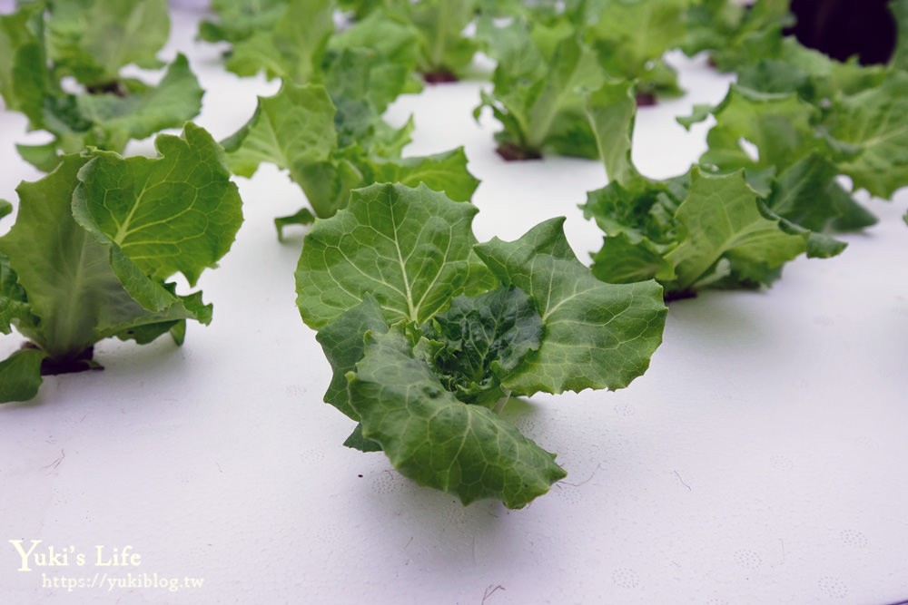 桃園親子景點【源鮮智慧農場】吃益生菌長大的生菜觀光工廠×超大份量早午餐！ - yuki.tw