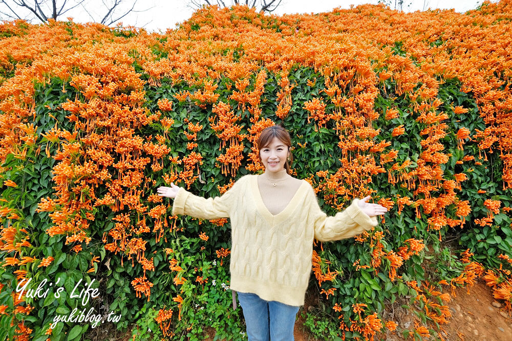 苗栗免費景點【銅鑼炮仗花海公園】粉橘雙色花牆接力到三月！