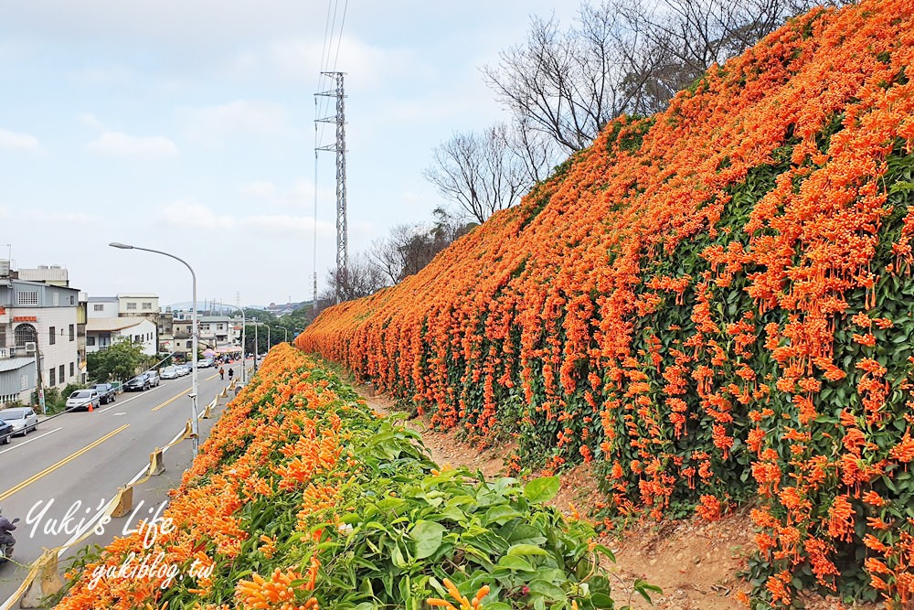 苗栗免費景點【銅鑼炮仗花海公園】粉橘雙色花牆接力到三月！ - yuki.tw