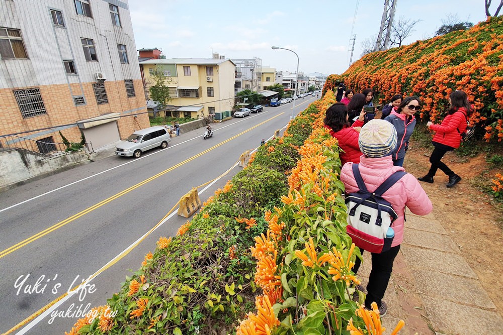 苗栗免費景點【銅鑼炮仗花海公園】粉橘雙色花牆接力到三月！ - yuki.tw