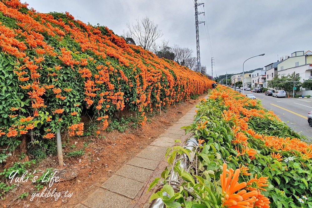 苗栗免費景點【銅鑼炮仗花海公園】粉橘雙色花牆接力到三月！ - yuki.tw