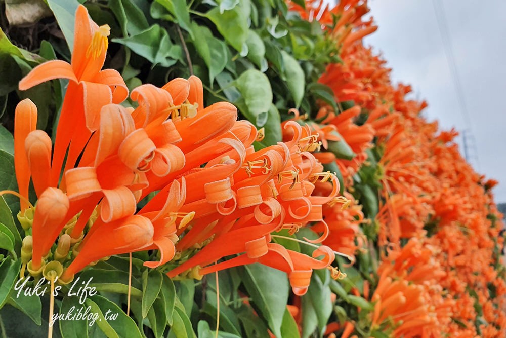 苗栗免費景點【銅鑼炮仗花海公園】粉橘雙色花牆接力到三月！ - yuki.tw