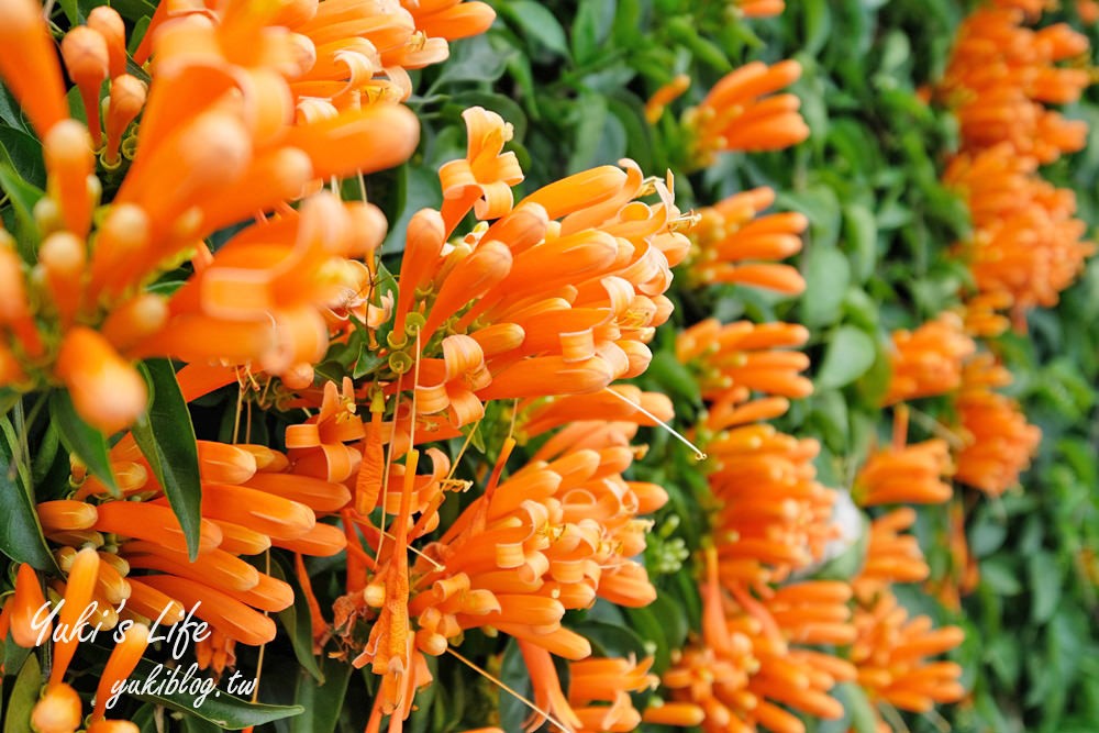 苗栗免費景點【銅鑼炮仗花海公園】粉橘雙色花牆接力到三月！ - yuki.tw