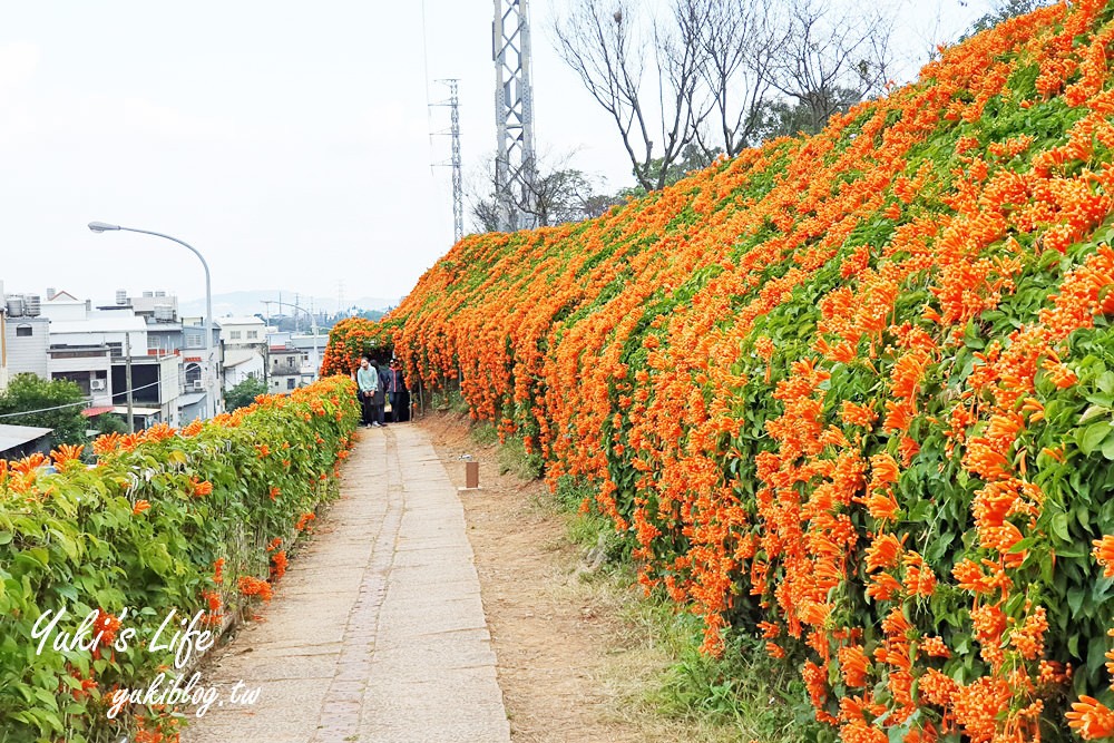 苗栗免費景點【銅鑼炮仗花海公園】粉橘雙色花牆接力到三月！ - yuki.tw