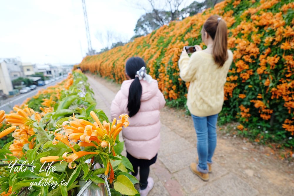 苗栗免費景點【銅鑼炮仗花海公園】粉橘雙色花牆接力到三月！ - yuki.tw