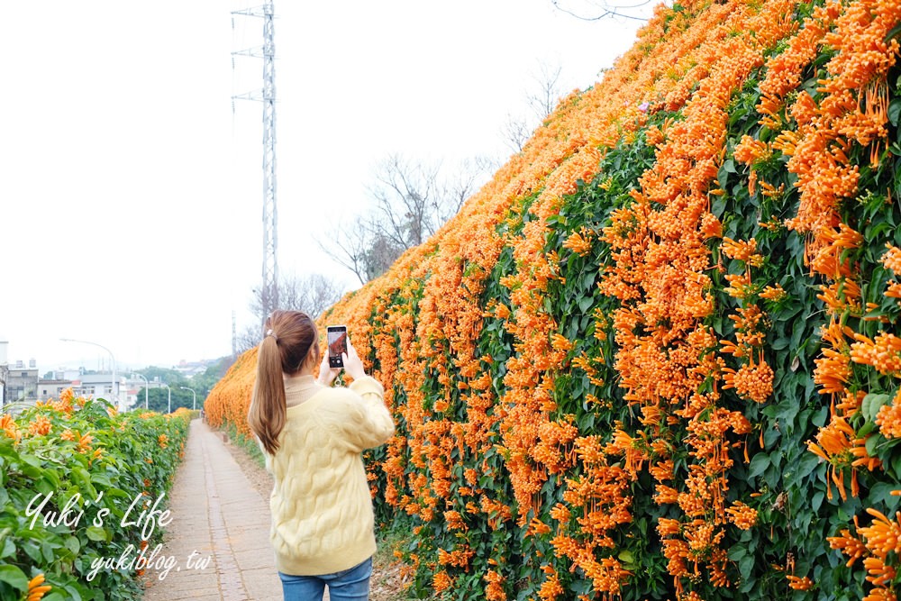 苗栗免費景點【銅鑼炮仗花海公園】粉橘雙色花牆接力到三月！ - yuki.tw