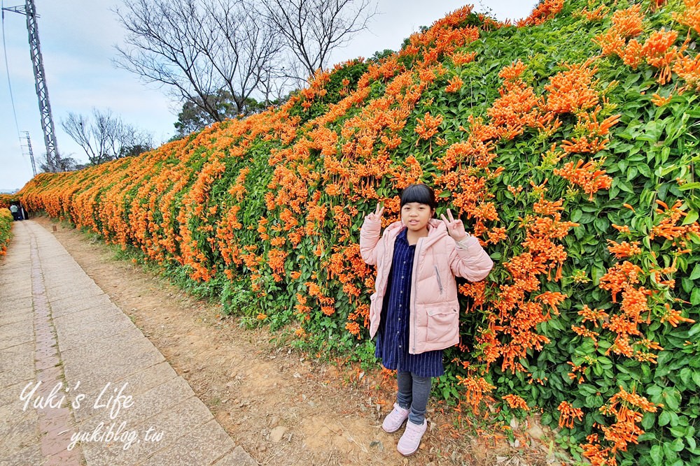 苗栗免費景點【銅鑼炮仗花海公園】粉橘雙色花牆接力到三月！ - yuki.tw