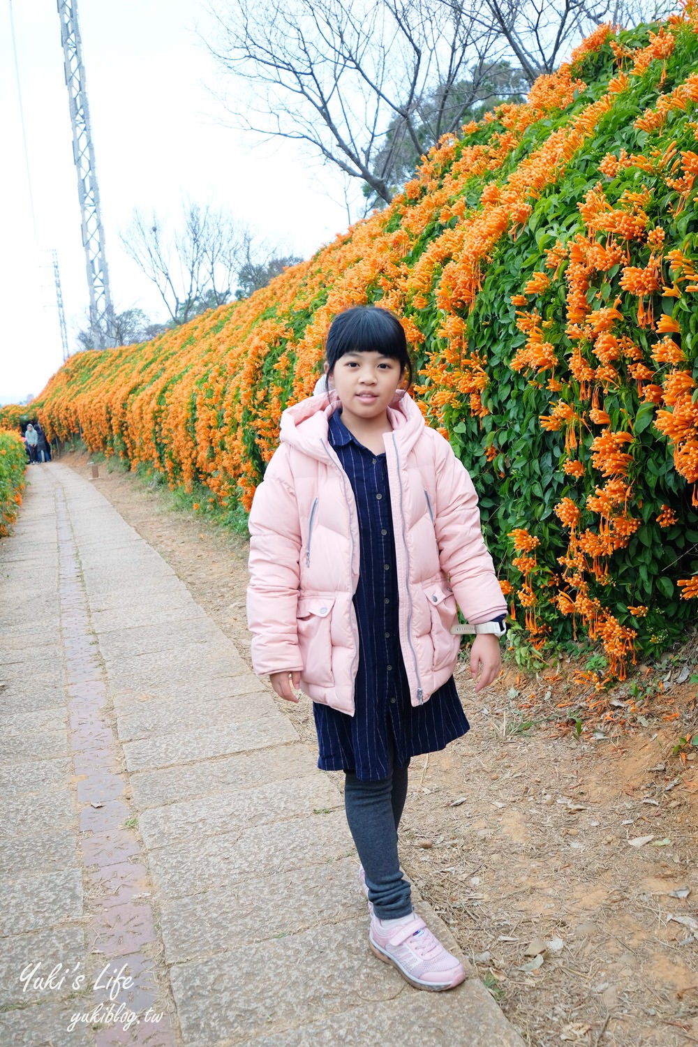 苗栗免費景點【銅鑼炮仗花海公園】粉橘雙色花牆接力到三月！ - yuki.tw