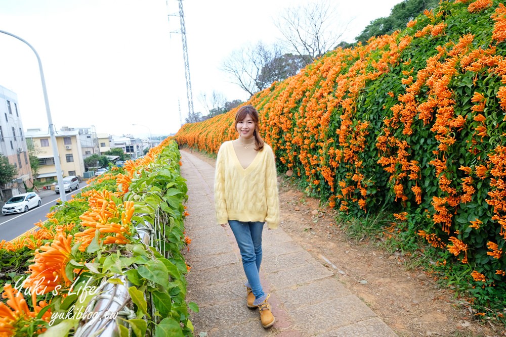 苗栗免費景點【銅鑼炮仗花海公園】粉橘雙色花牆接力到三月！ - yuki.tw