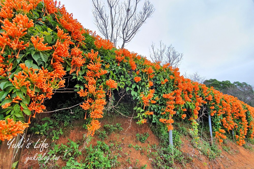 苗栗免費景點【銅鑼炮仗花海公園】粉橘雙色花牆接力到三月！ - yuki.tw