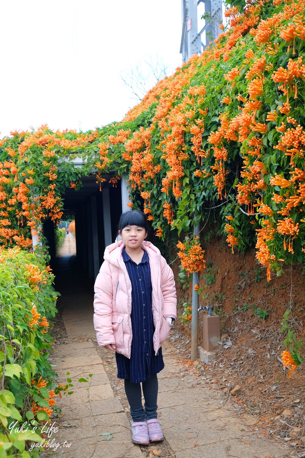 苗栗免費景點【銅鑼炮仗花海公園】粉橘雙色花牆接力到三月！ - yuki.tw