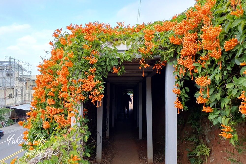 苗栗免費景點【銅鑼炮仗花海公園】粉橘雙色花牆接力到三月！ - yuki.tw