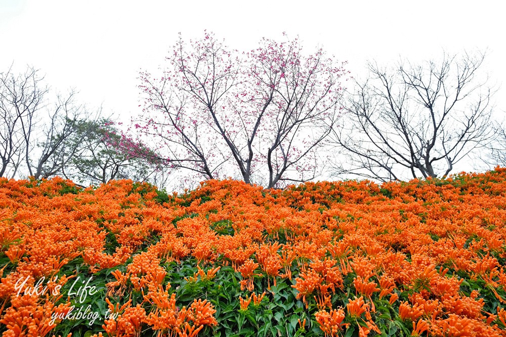 苗栗免費景點【銅鑼炮仗花海公園】粉橘雙色花牆接力到三月！ - yuki.tw