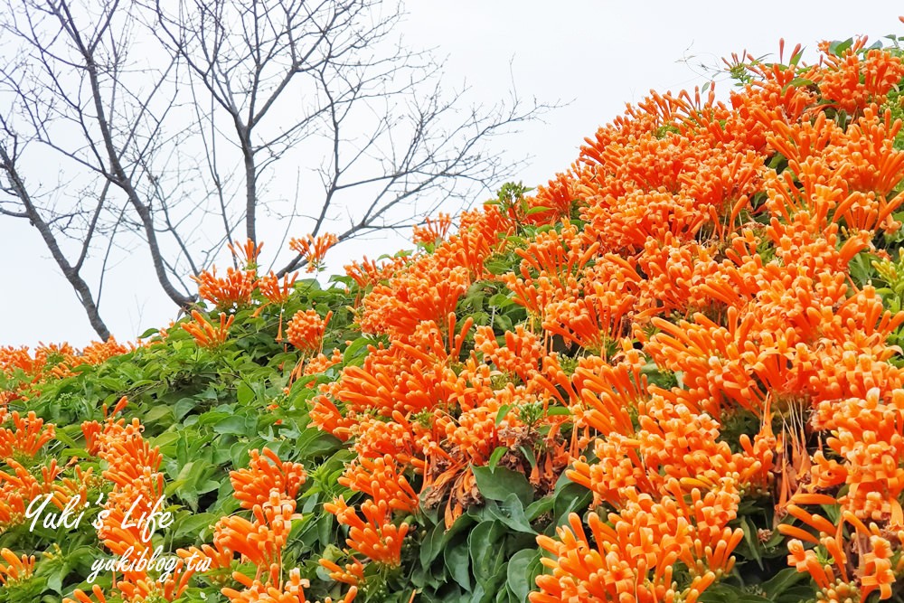 苗栗免費景點【銅鑼炮仗花海公園】粉橘雙色花牆接力到三月！ - yuki.tw