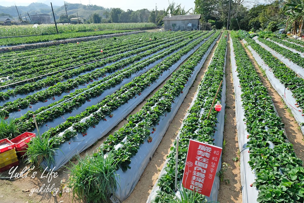 苗栗大湖採草莓推薦【灣潭玫瑰草莓園】巨無霸草莓×採玫瑰花、果醬DIY、採番茄、餵魚~豐富親子之旅 - yuki.tw