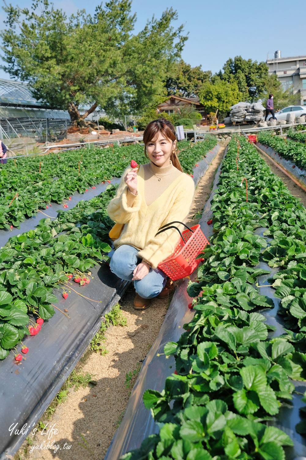 苗栗大湖採草莓推薦【灣潭玫瑰草莓園】巨無霸草莓×採玫瑰花、果醬DIY、採番茄、餵魚~豐富親子之旅 - yuki.tw