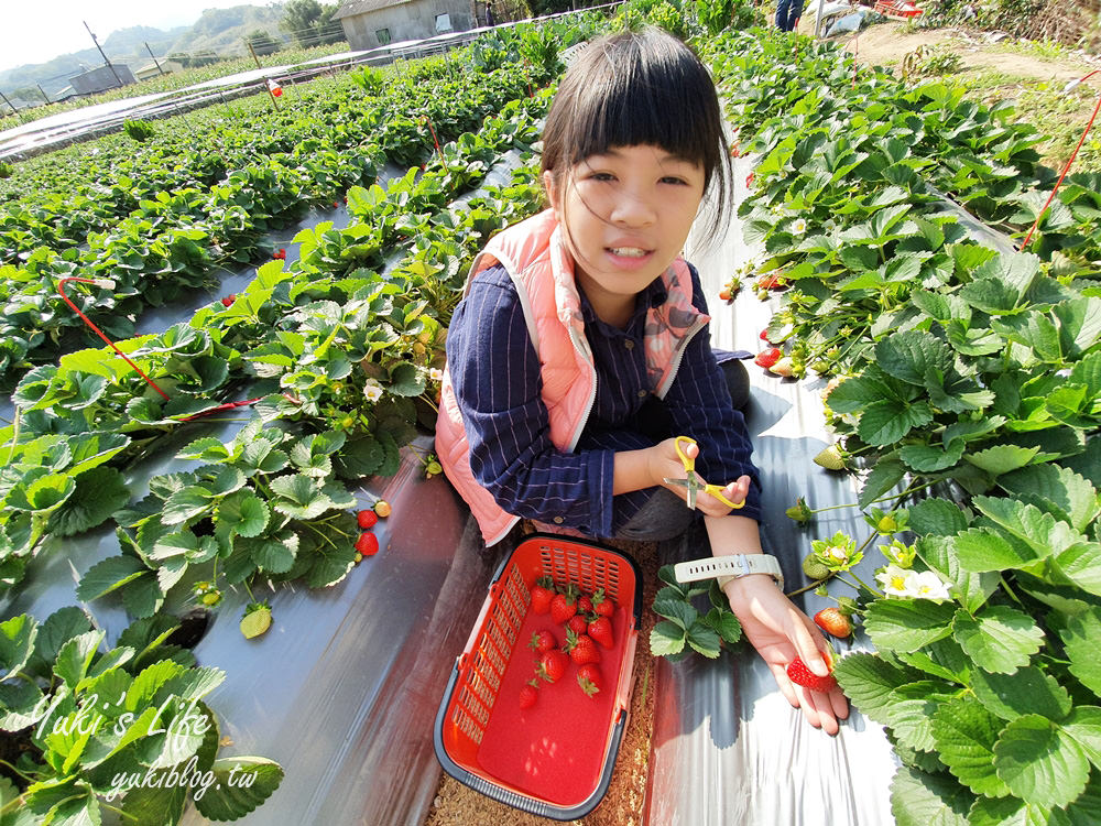 苗栗大湖採草莓推薦【灣潭玫瑰草莓園】巨無霸草莓×採玫瑰花、果醬DIY、採番茄、餵魚~豐富親子之旅 - yuki.tw