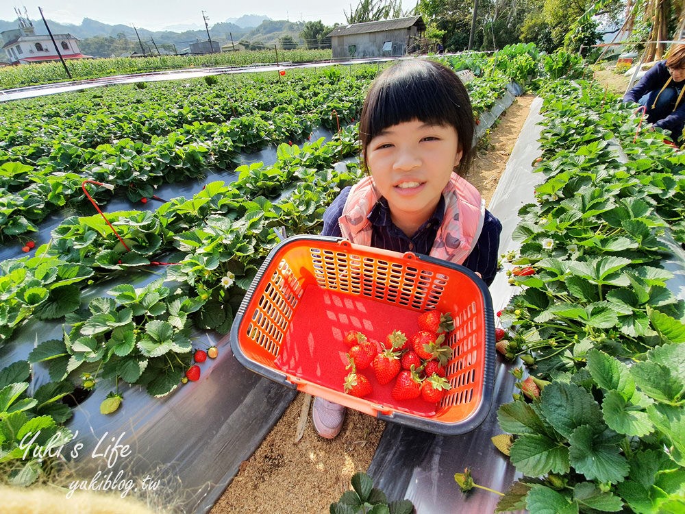 苗栗大湖採草莓推薦【灣潭玫瑰草莓園】巨無霸草莓×採玫瑰花、果醬DIY、採番茄、餵魚~豐富親子之旅 - yuki.tw