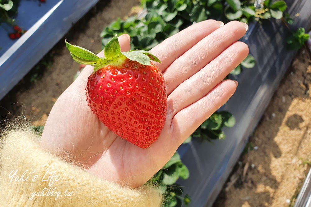 苗栗大湖採草莓推薦【灣潭玫瑰草莓園】巨無霸草莓×採玫瑰花、果醬DIY、採番茄、餵魚~豐富親子之旅 - yuki.tw