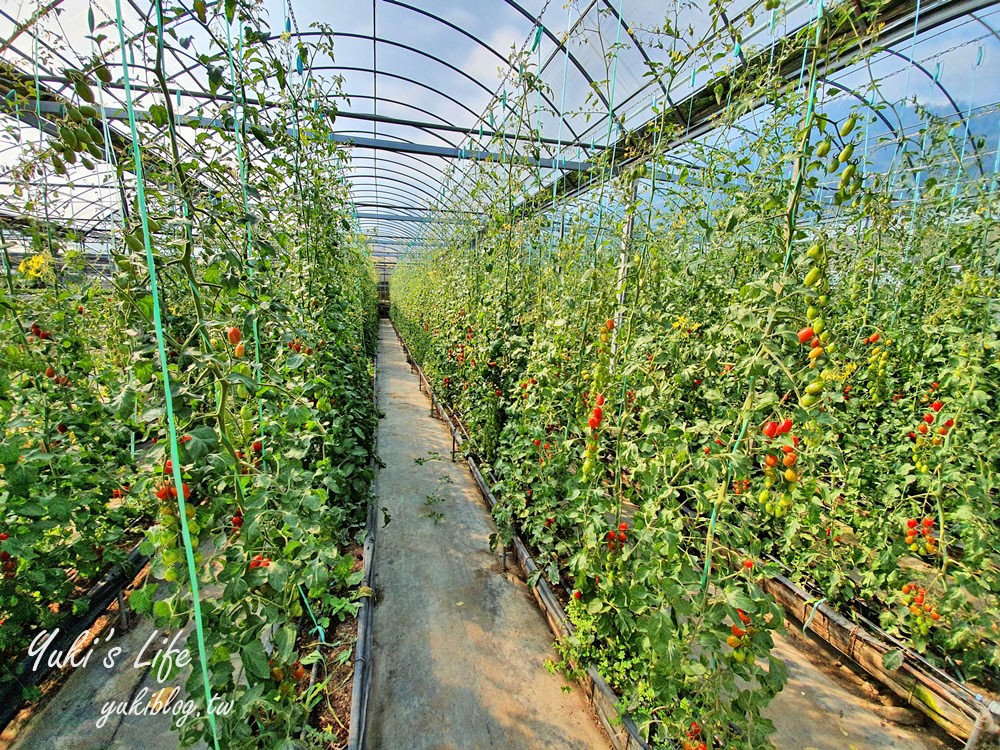 苗栗大湖採草莓推薦【灣潭玫瑰草莓園】巨無霸草莓×採玫瑰花、果醬DIY、採番茄、餵魚~豐富親子之旅 - yuki.tw