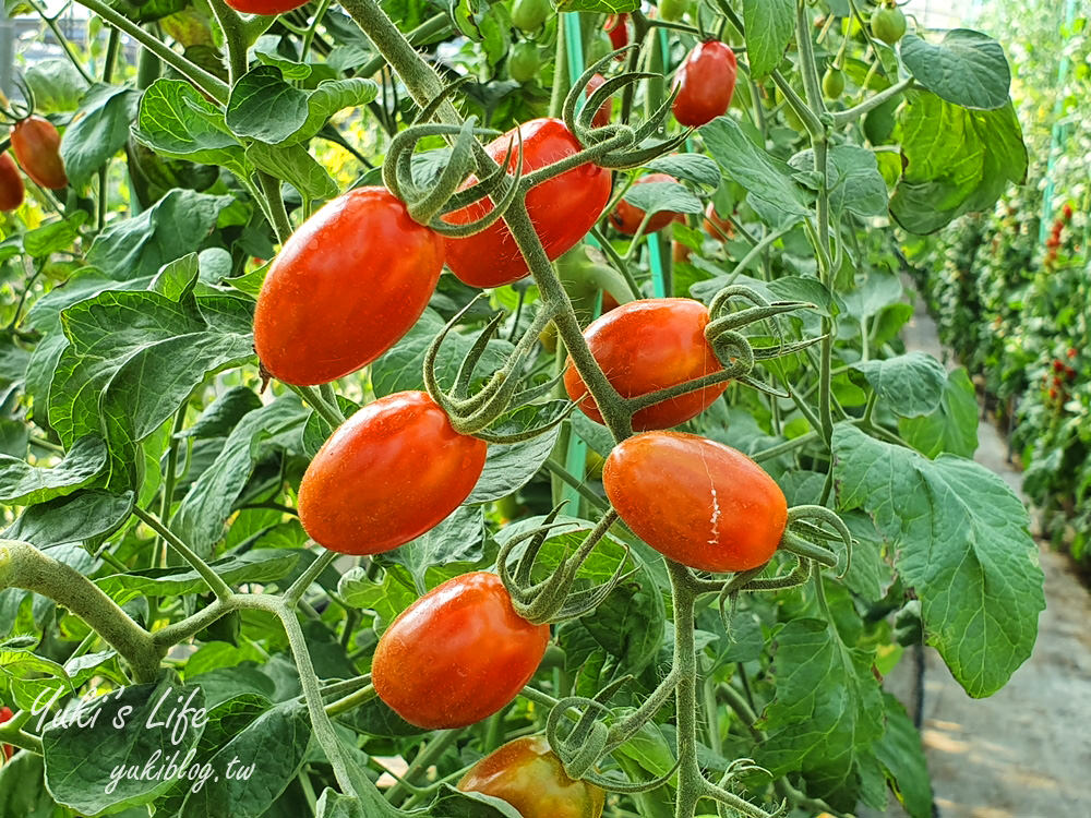 苗栗大湖採草莓推薦【灣潭玫瑰草莓園】巨無霸草莓×採玫瑰花、果醬DIY、採番茄、餵魚~豐富親子之旅 - yuki.tw