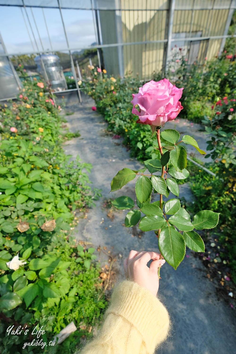 苗栗大湖採草莓推薦【灣潭玫瑰草莓園】巨無霸草莓×採玫瑰花、果醬DIY、採番茄、餵魚~豐富親子之旅 - yuki.tw