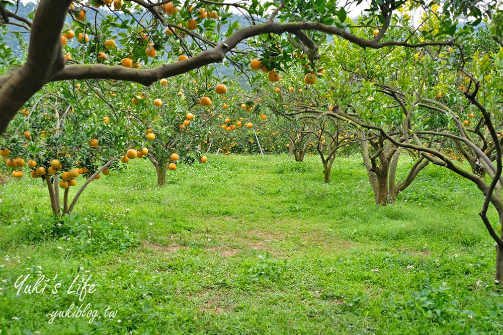 苗栗親子景點【橙香森林】餵兔子大草皮玻璃景觀餐廳×採果森林樂園×美拍約會好去處！ - yuki.tw