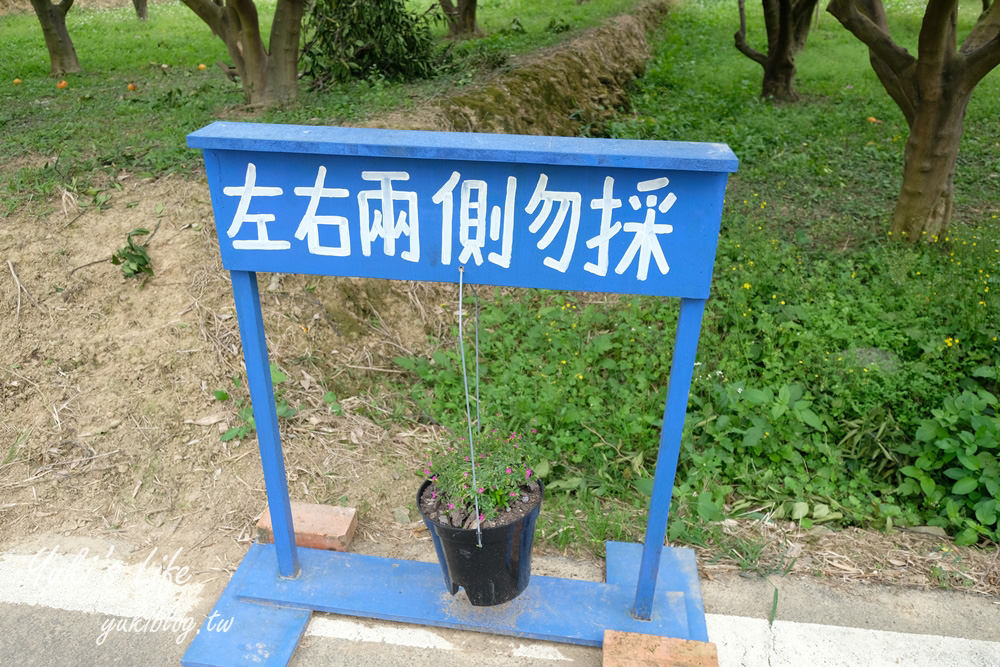 苗栗親子景點【橙香森林】餵兔子大草皮玻璃景觀餐廳×採果森林樂園×美拍約會好去處！ - yuki.tw