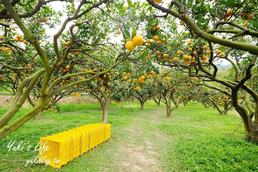 苗栗親子景點【橙香森林】餵兔子大草皮玻璃景觀餐廳×採果森林樂園×美拍約會好去處！ - yuki.tw