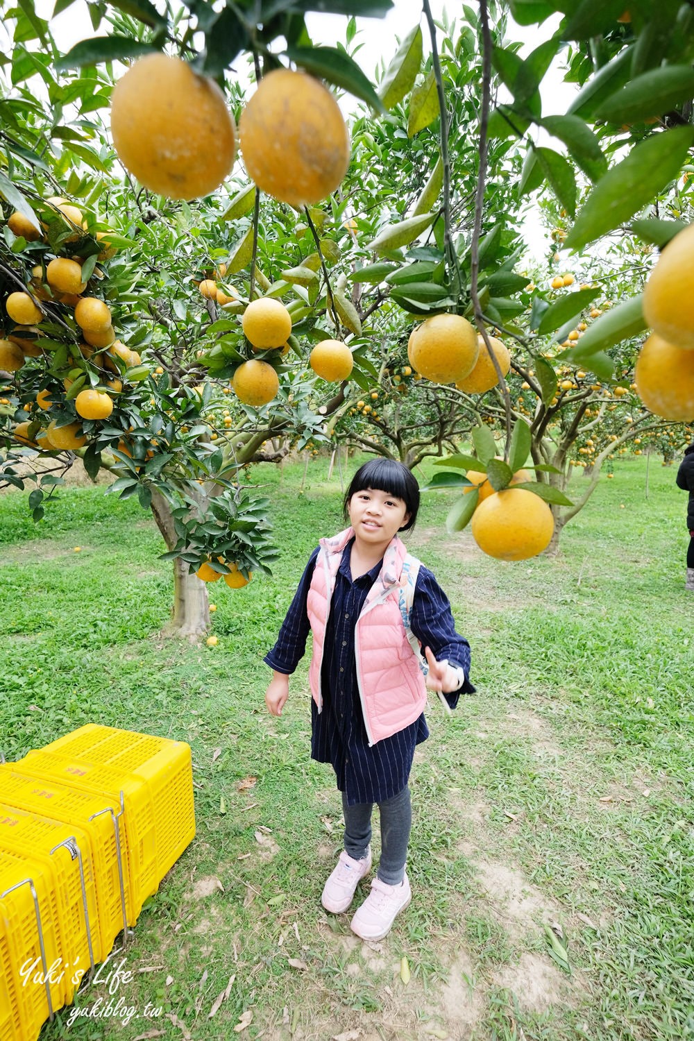 苗栗親子景點【橙香森林】餵兔子大草皮玻璃景觀餐廳×採果森林樂園×美拍約會好去處！ - yuki.tw