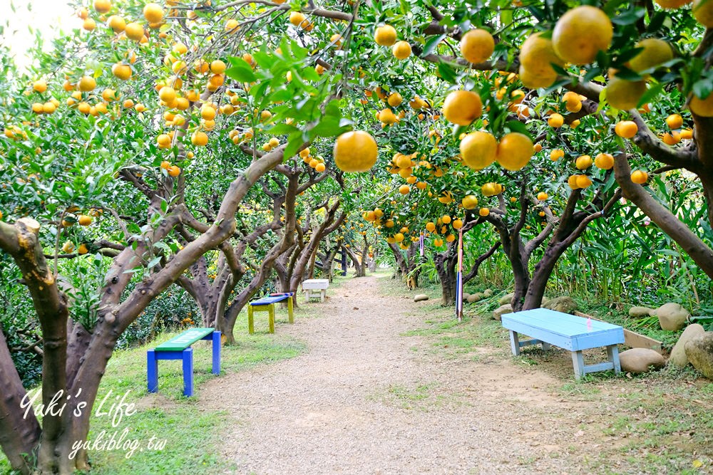 苗栗親子景點【橙香森林】餵兔子大草皮玻璃景觀餐廳×採果森林樂園×美拍約會好去處！ - yuki.tw