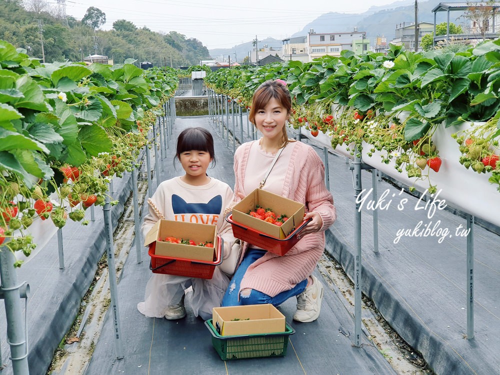 北部親子採果推薦景點》彩色番茄×草莓×橘子~好拍好吃又好玩！展開繽紛假期！ - yuki.tw