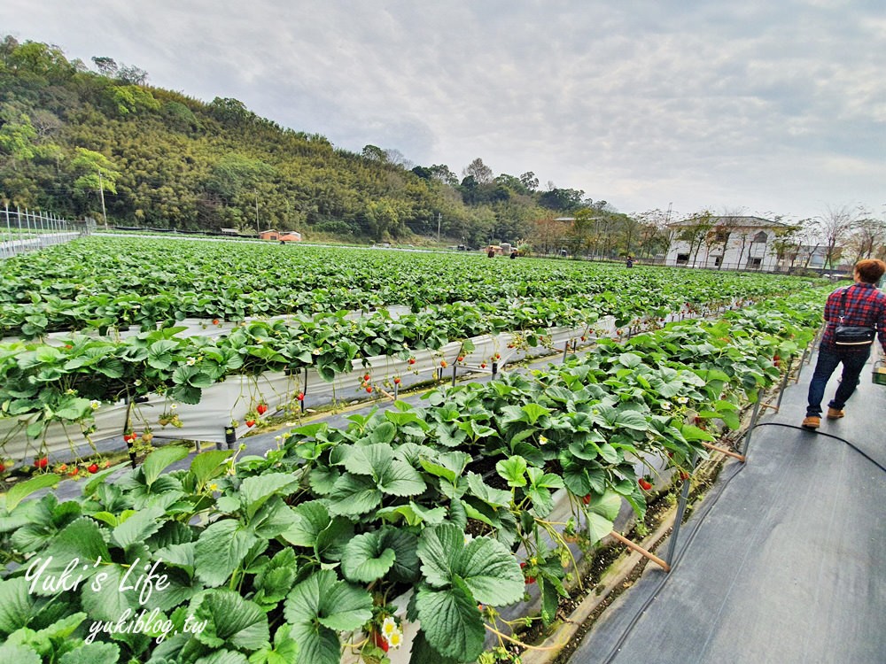 苗栗大湖採草莓推薦【莓果大高架草莓園】2023大湖草莓季推薦這間 - yuki.tw